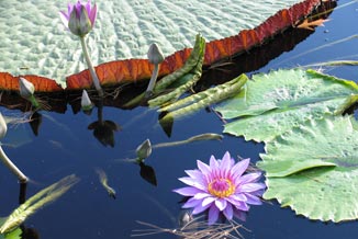 another aesthetically pleasing photo of water lilies in a pond