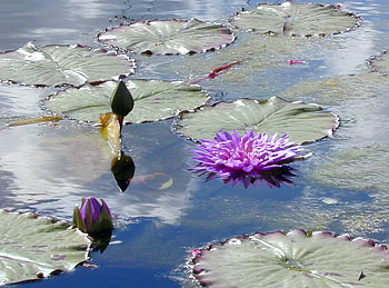 purple sinking water lily