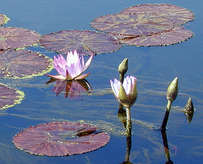 two lavender water lilies and dark lily pads