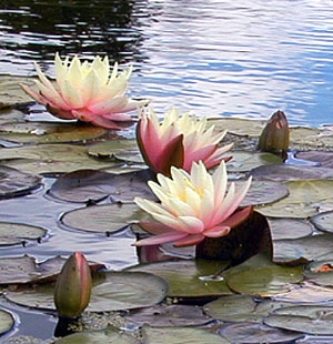 three cream and rose colored waterlilies